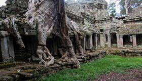 Roots Tree cover the Temple Angkor Temples
